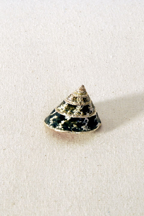 Dekomuschel CONCHIGLIA